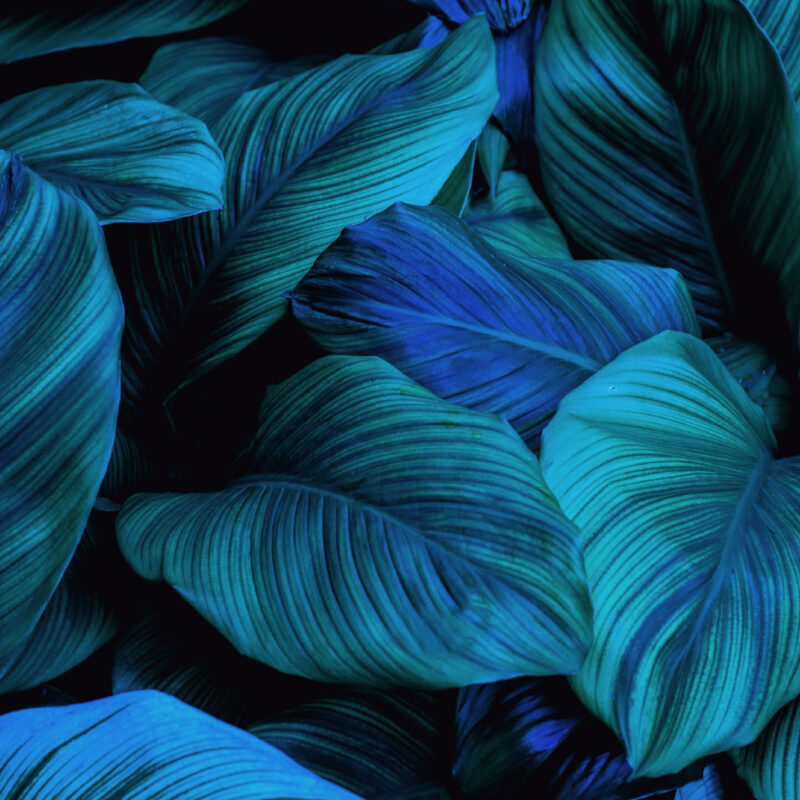 Vista River Gardens - Leaf BG